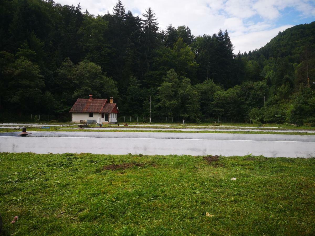 Floarea Reginei Hotel Statiunea Climaterica Sambata Bagian luar foto